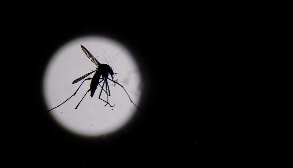 Dengue en América: descubrieron un patrón climático que anticipa el riesgo de brotes