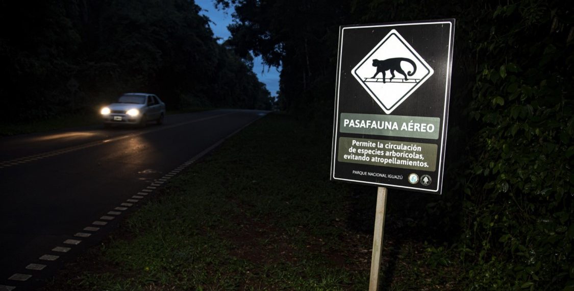 Nuevo informe sobre atropellamientos de fauna en áreas protegidas del NEA