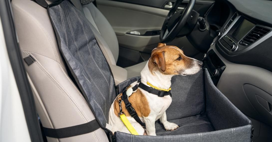 Cuáles son los requisitos para entrar al país con perros y/o gatos