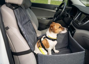 Cuáles son los requisitos para entrar al país con perros y/o gatos