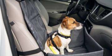 Cuáles son los requisitos para entrar al país con perros y/o gatos