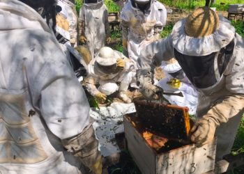 Jornadas informativas en prevención del pequeño escarabajo de las colmenas