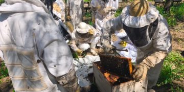 Jornadas informativas en prevención del pequeño escarabajo de las colmenas