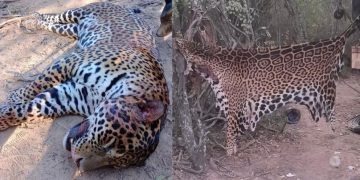 Por qué es histórico el fallo judicial contra los cuatro hombres que mataron y carnearon a un yaguareté