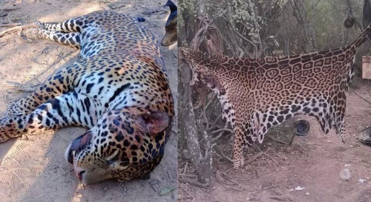 Por qué es histórico el fallo judicial contra los cuatro hombres que mataron y carnearon a un yaguareté