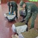 Corrientes: Abrieron cuatro encomiendas que contenían más de 104 kilos de marihuana y cocaína