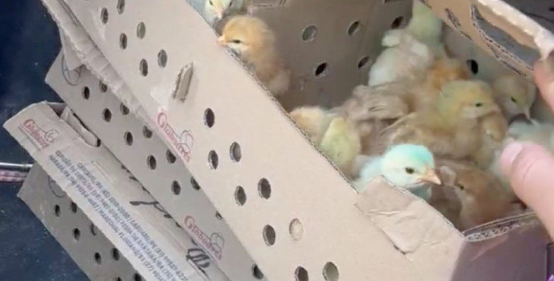 Gendarmes detectaron el traslado ilegal de 181 pollitos al inspeccionar un vehículo