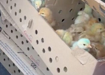 Gendarmes detectaron el traslado ilegal de 181 pollitos al inspeccionar un vehículo