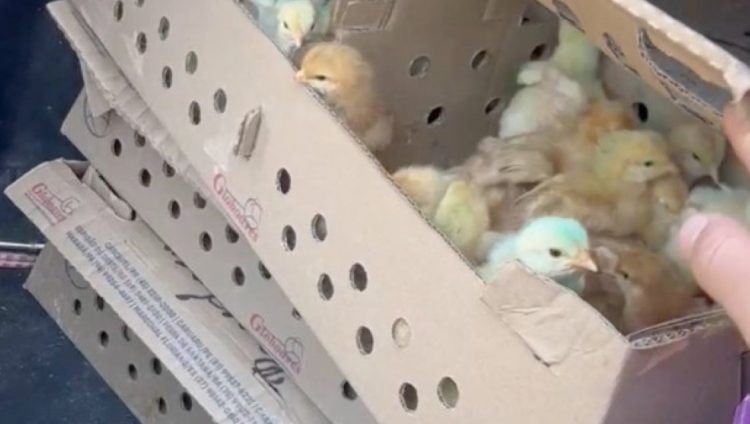 Gendarmes detectaron el traslado ilegal de 181 pollitos al inspeccionar un vehículo