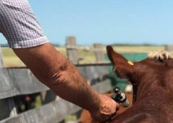 Se actualizó el plan de vacunación contra la fiebre aftosa en todo el país
