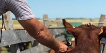 Se actualizó el plan de vacunación contra la fiebre aftosa en todo el país