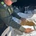 Gendarmería incautó en cuatro procedimientos 52 toneladas de granos de soja, 672 convertidores de TV y más de 25 kilos de hojas de coca