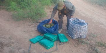 GN incauta 50 kilos de hojas de coca durante patrullajes por caminos secundarios del interior