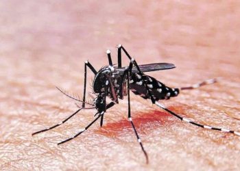 Lanzan el primer curso federal para fortalecer la atención del dengue en todo el país