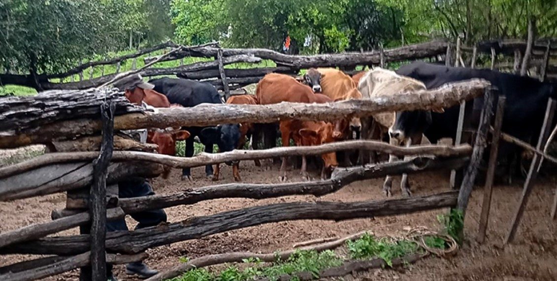 SENASA activa urgentes medidas sanitarias al confirmarse un caso de rabia paresiante en Villafañe
