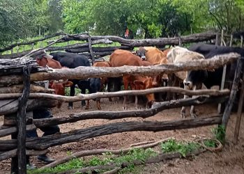 SENASA activa urgentes medidas sanitarias al confirmarse un caso de rabia paresiante en Villafañe