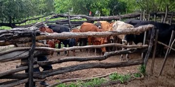 SENASA activa urgentes medidas sanitarias al confirmarse un caso de rabia paresiante en Villafañe