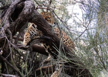 Se dictó el procesamiento de un hombre acusado de cazar un yaguareté en Clorinda