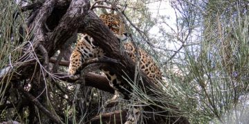 Se dictó el procesamiento de un hombre acusado de cazar un yaguareté en Clorinda