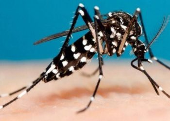 Dengue: mediante una estrategia innovadora se fortaleció la prevención y el control en todo el país