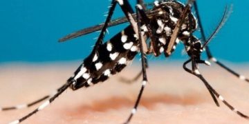 Dengue: mediante una estrategia innovadora se fortaleció la prevención y el control en todo el país