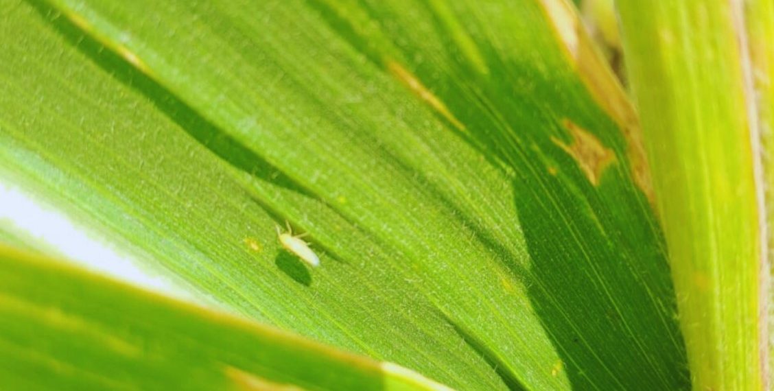 Chicharrita del maíz: Para sostener la baja incidencia es clave reforzar pautas de manejo