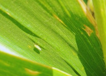 Chicharrita del maíz: Para sostener la baja incidencia es clave reforzar pautas de manejo