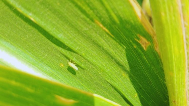 Chicharrita del maíz: Para sostener la baja incidencia es clave reforzar pautas de manejo