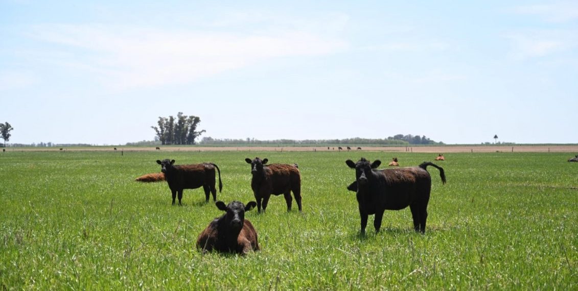 Aftosa: Medidas excepcionales en la 2° campaña de vacunación por contingencias climáticas