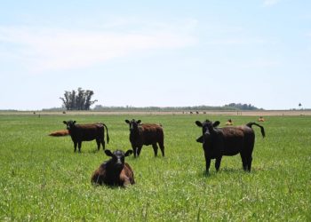Aftosa: Medidas excepcionales en la 2° campaña de vacunación por contingencias climáticas
