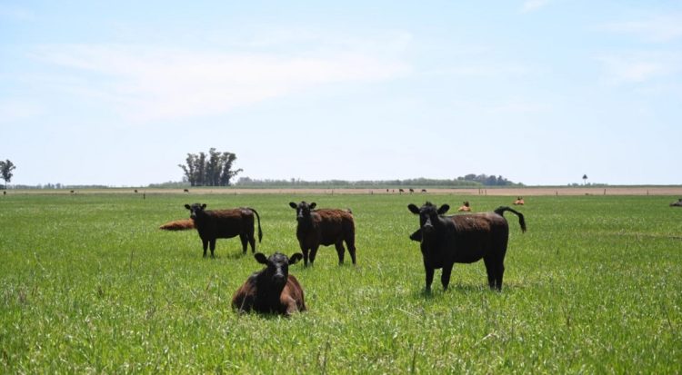 Aftosa: Medidas excepcionales en la 2° campaña de vacunación por contingencias climáticas