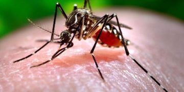 Nación distribuirá larvicidas biológicos a las provincias para reforzar la prevención del dengue