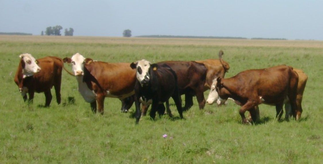 Control integrado: la estrategia de INTA contra la garrapata bovina en el norte argentino
