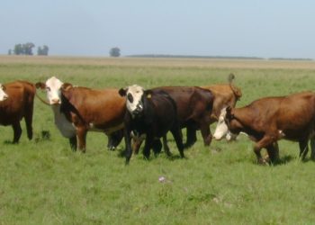 Control integrado: la estrategia de INTA contra la garrapata bovina en el norte argentino