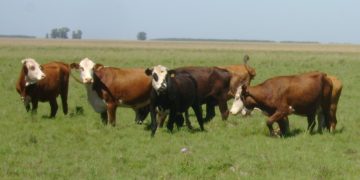 Control integrado: la estrategia de INTA contra la garrapata bovina en el norte argentino