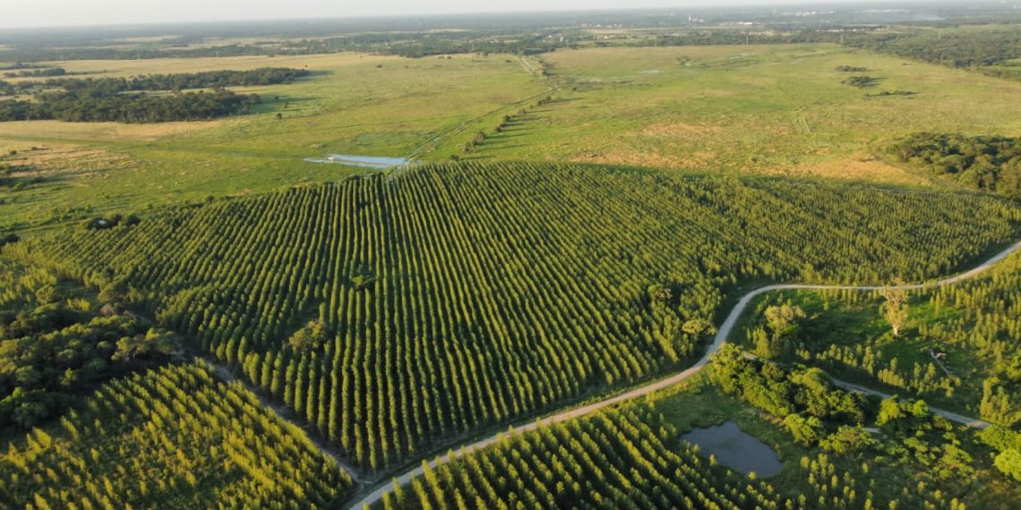 Unitán consolida para este año 3 mil hectáreas forestadas en Chaco y Formosa