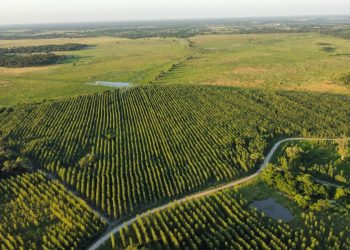 Unitán consolida para este año 3 mil hectáreas forestadas en Chaco y Formosa