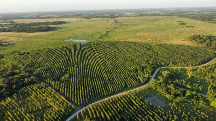 Unitán consolida para este año 3 mil hectáreas forestadas en Chaco y Formosa
