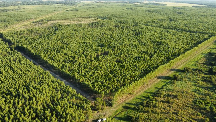 Unitán consolida para este año 3 mil hectáreas forestadas en Chaco y Formosa