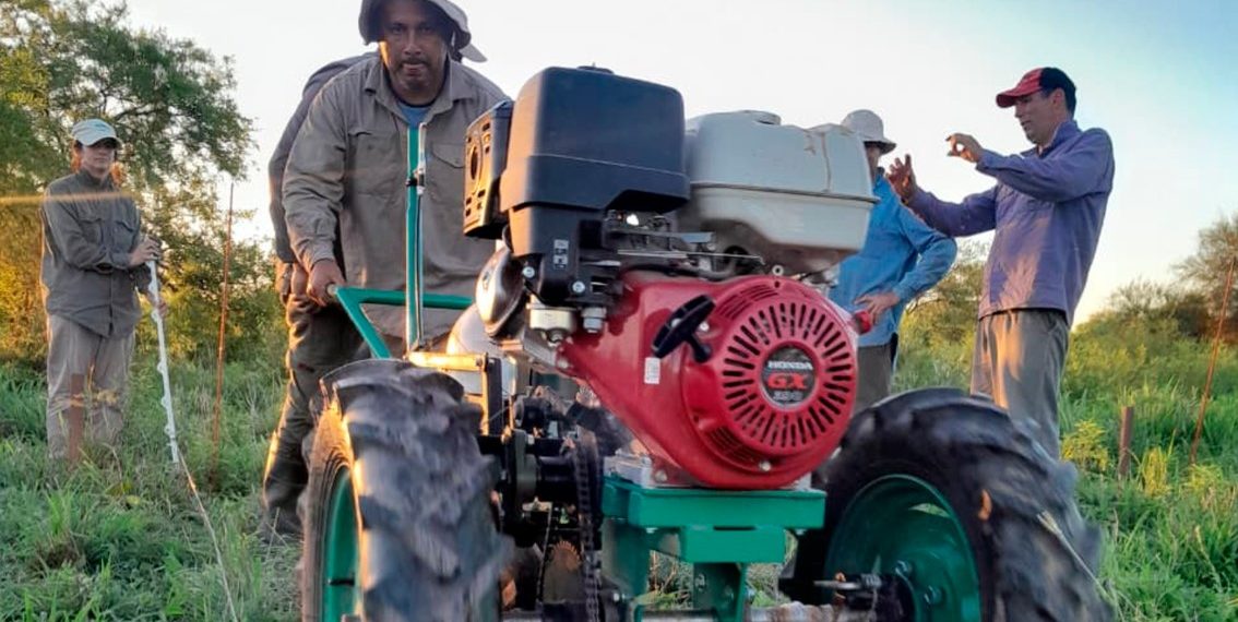 Evalúan el comportamiento de la leguminosa Stylosanthes Pionera UNNE en el oeste formoseño