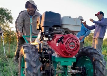 Evalúan el comportamiento de la leguminosa Stylosanthes Pionera UNNE en el oeste formoseño