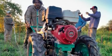 Evalúan el comportamiento de la leguminosa Stylosanthes Pionera UNNE en el oeste formoseño