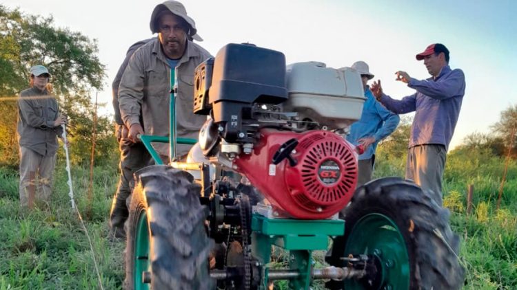 Evalúan el comportamiento de la leguminosa Stylosanthes Pionera UNNE en el oeste formoseño