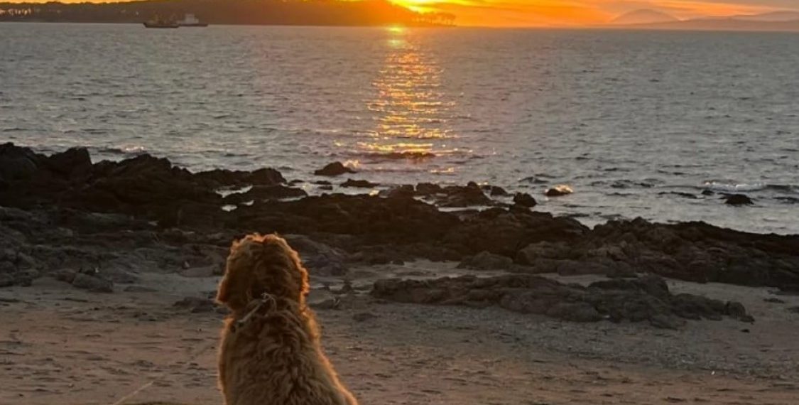 SENASA explicó modalidades y plazos en la gestión del CVI para viajar con mascotas al exterior