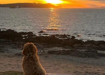 SENASA explicó modalidades y plazos en la gestión del CVI para viajar con mascotas al exterior