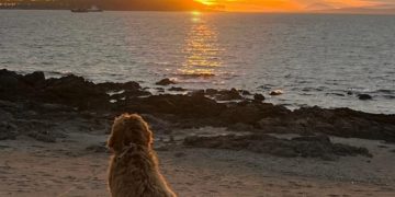 SENASA explicó modalidades y plazos en la gestión del CVI para viajar con mascotas al exterior