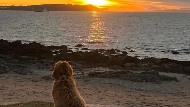 SENASA explicó modalidades y plazos en la gestión del CVI para viajar con mascotas al exterior