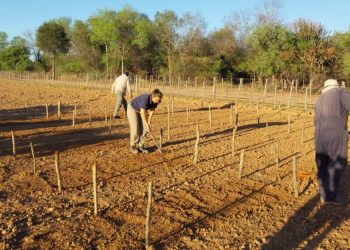 Ensayan una gramínea forrajera clave en la EEA Ingeniero Juárez