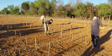 Ensayan una gramínea forrajera clave en la EEA Ingeniero Juárez