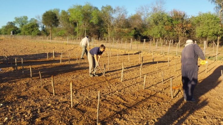 Ensayan una gramínea forrajera clave en la EEA Ingeniero Juárez